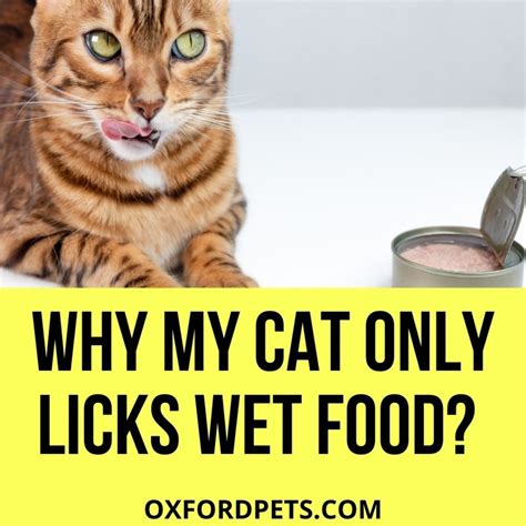 cat only licks wet food